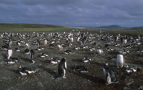 Gentoo Penguin (Pygoscelis papua) photo image