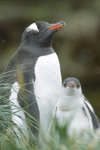 Gentoo Penguin (Pygoscelis papua) photo image