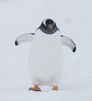 Gentoo Penguin (Pygoscelis papua) photo