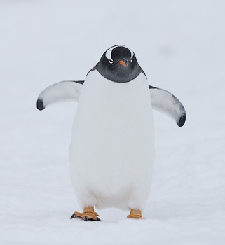 Gentoo Penguin (Pygoscelis papua) photo image