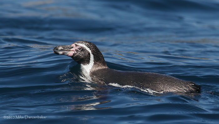 Humboldt Penguin (Spheniscus humboldti) photo