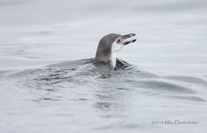 Humboldt Penguin (Spheniscus humboldti) photo