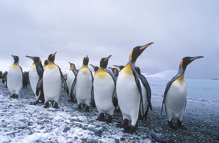 King Penguin (Aptenodytes patagonicus) photo image