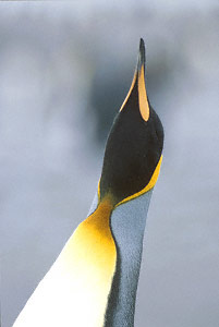 King Penguin (Aptenodytes patagonicus) photo image