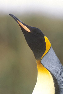 King Penguin (Aptenodytes patagonicus) photo image