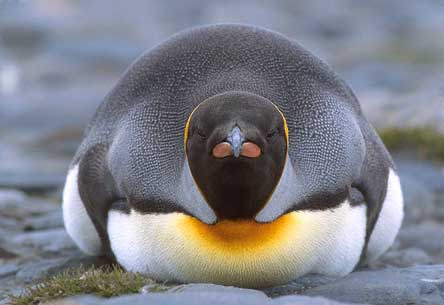 King Penguin (Aptenodytes patagonicus) photo image