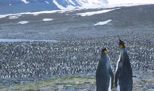 King Penguin (Aptenodytes patagonicus) photo image