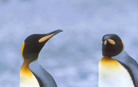 King Penguin (Aptenodytes patagonicus) photo image
