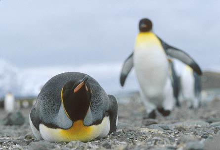 King Penguin (Aptenodytes patagonicus) photo image