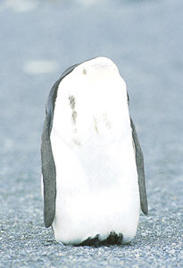 King Penguin (Aptenodytes patagonicus) photo image