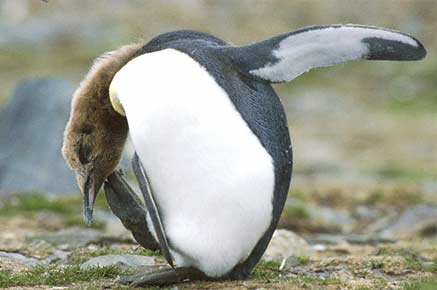 King Penguin (Aptenodytes patagonicus) photo image