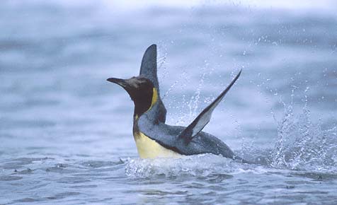 King Penguin (Aptenodytes patagonicus) photo image