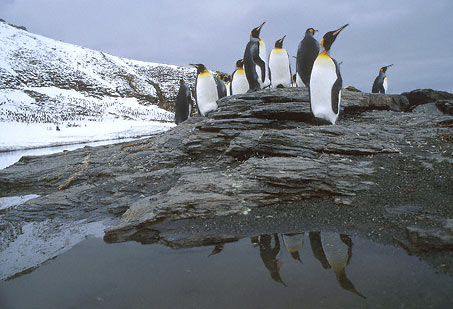 King Penguin (Aptenodytes patagonicus) photo image