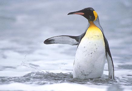 King Penguin (Aptenodytes patagonicus) photo image