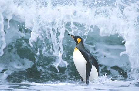 King Penguin (Aptenodytes patagonicus) photo image