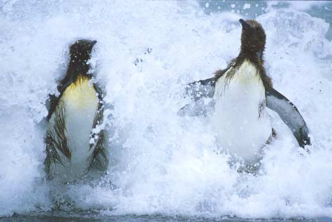 King Penguin (Aptenodytes patagonicus) photo image