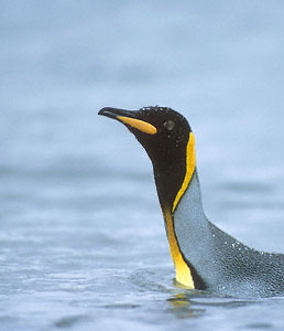 King Penguin (Aptenodytes patagonicus) photo image