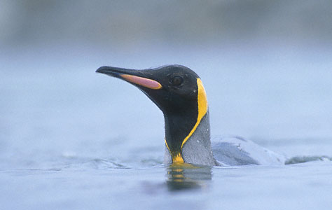 King Penguin (Aptenodytes patagonicus) photo image