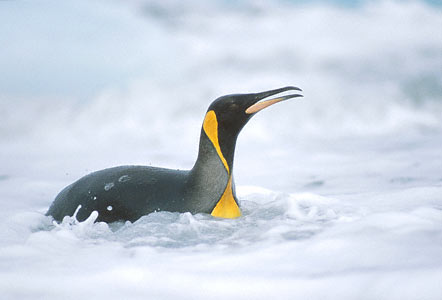 King Penguin (Aptenodytes patagonicus) photo image