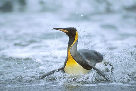 King Penguin (Aptenodytes patagonicus) photo image