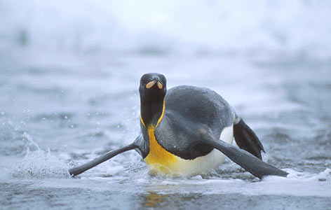 King Penguin (Aptenodytes patagonicus) photo image