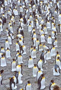 King Penguin (Aptenodytes patagonicus) photo image