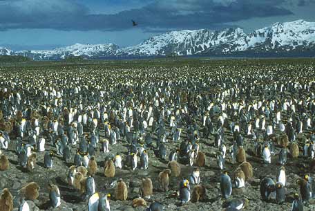 King Penguin (Aptenodytes patagonicus) photo image