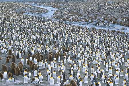 King Penguin (Aptenodytes patagonicus) photo image