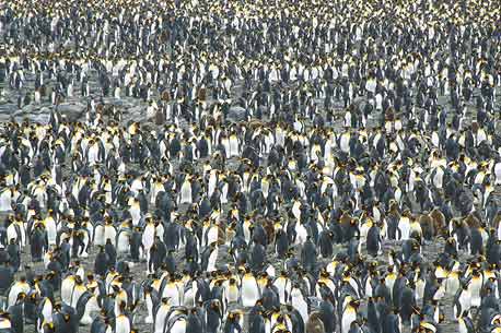 King Penguin (Aptenodytes patagonicus) photo image