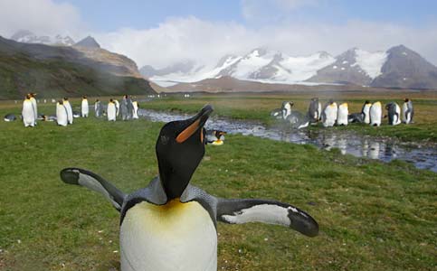 King Penguin (Aptenodytes patagonicus) photo image