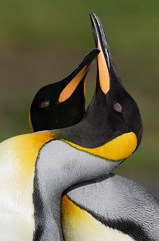 King Penguin (Aptenodytes patagonicus) photo image