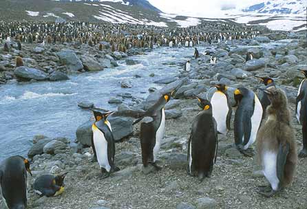 King Penguin (Aptenodytes patagonicus) photo image