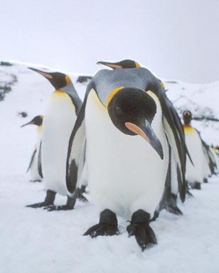 King Penguin (Aptenodytes patagonicus) photo image