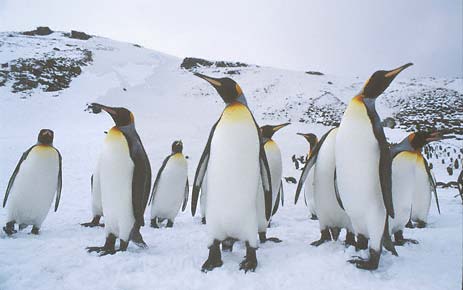 King Penguin (Aptenodytes patagonicus) photo image