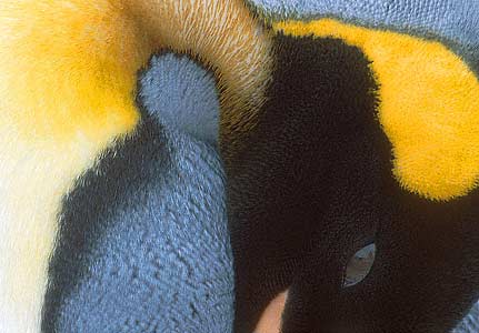 King Penguin (Aptenodytes patagonicus) photo image