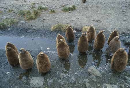 King Penguin (Aptenodytes patagonicus) photo image