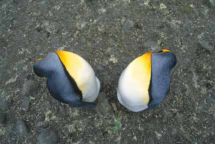 King Penguin (Aptenodytes patagonicus) photo image