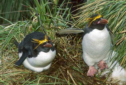 Macaroni Penguin (Eudyptes chrysolophus) photo image