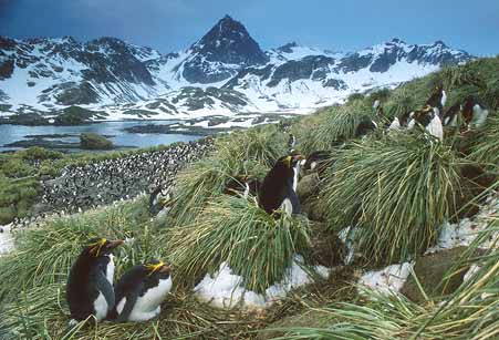 Macaroni Penguin (Eudyptes chrysolophus) photo image