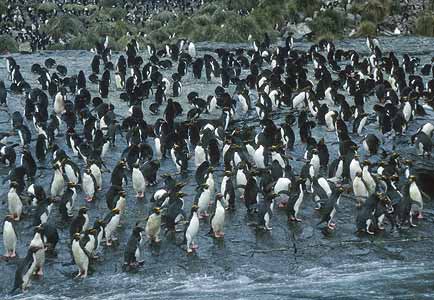 Macaroni Penguin (Eudyptes chrysolophus) photo image