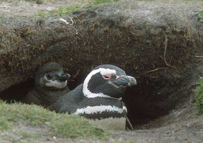 Magellanic Penguin (Spheniscus magellanicus) photo image