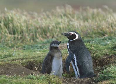Magellanic Penguin (Spheniscus magellanicus) photo image