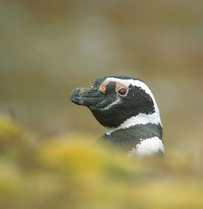 Magellanic Penguin (Spheniscus magellanicus) photo image