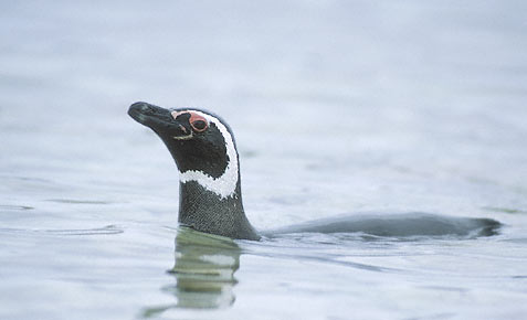 Magellanic Penguin (Spheniscus magellanicus) photo image