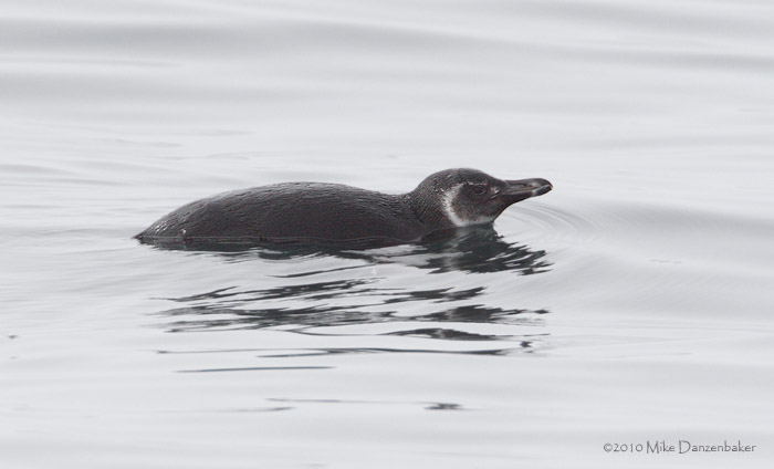 Magellanic Penguin (Spheniscus magellanicus) photo image