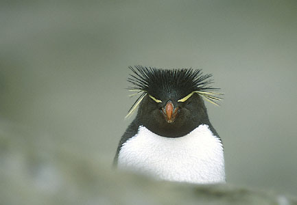Western Rockhopper Penguin (Eudyptes chrysocome) photo image