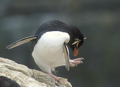 Western Rockhopper Penguin (Eudyptes chrysocome) photo image