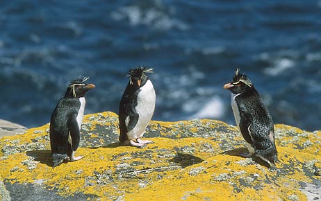 Western Rockhopper Penguin (Eudyptes chrysocome) photo image