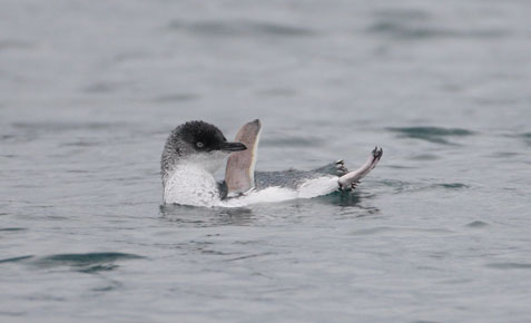 White-flippered Penguin (Eudyptula albosignata) photo