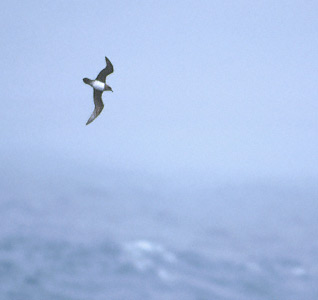 Atlantic Petrel (Pterodroma incerta) photo image